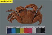 藏品(雙齒近相手蟹)的圖片